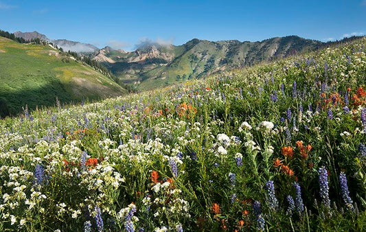5 of the Best Wildflower Hikes in Utah