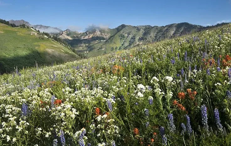 5 of the Best Wildflower Hikes in Utah
