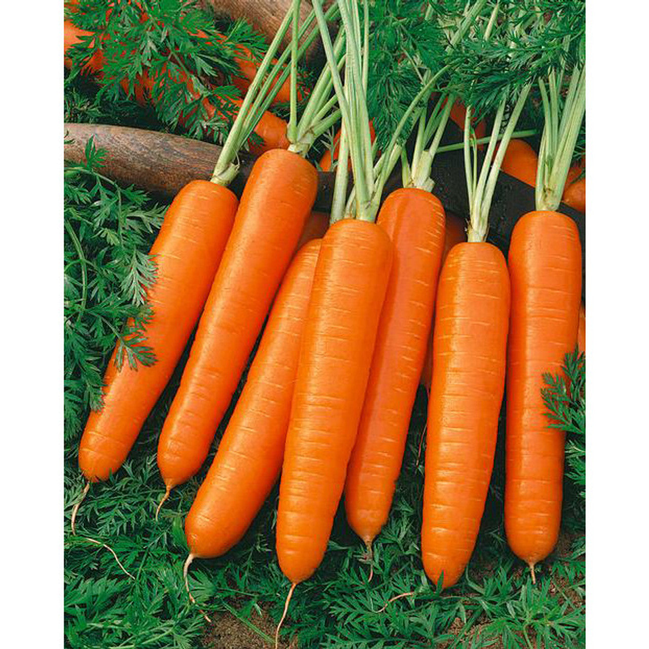 How to Grow Nantes Carrots: A Simple Guide for Sweet, Crisp Harvests