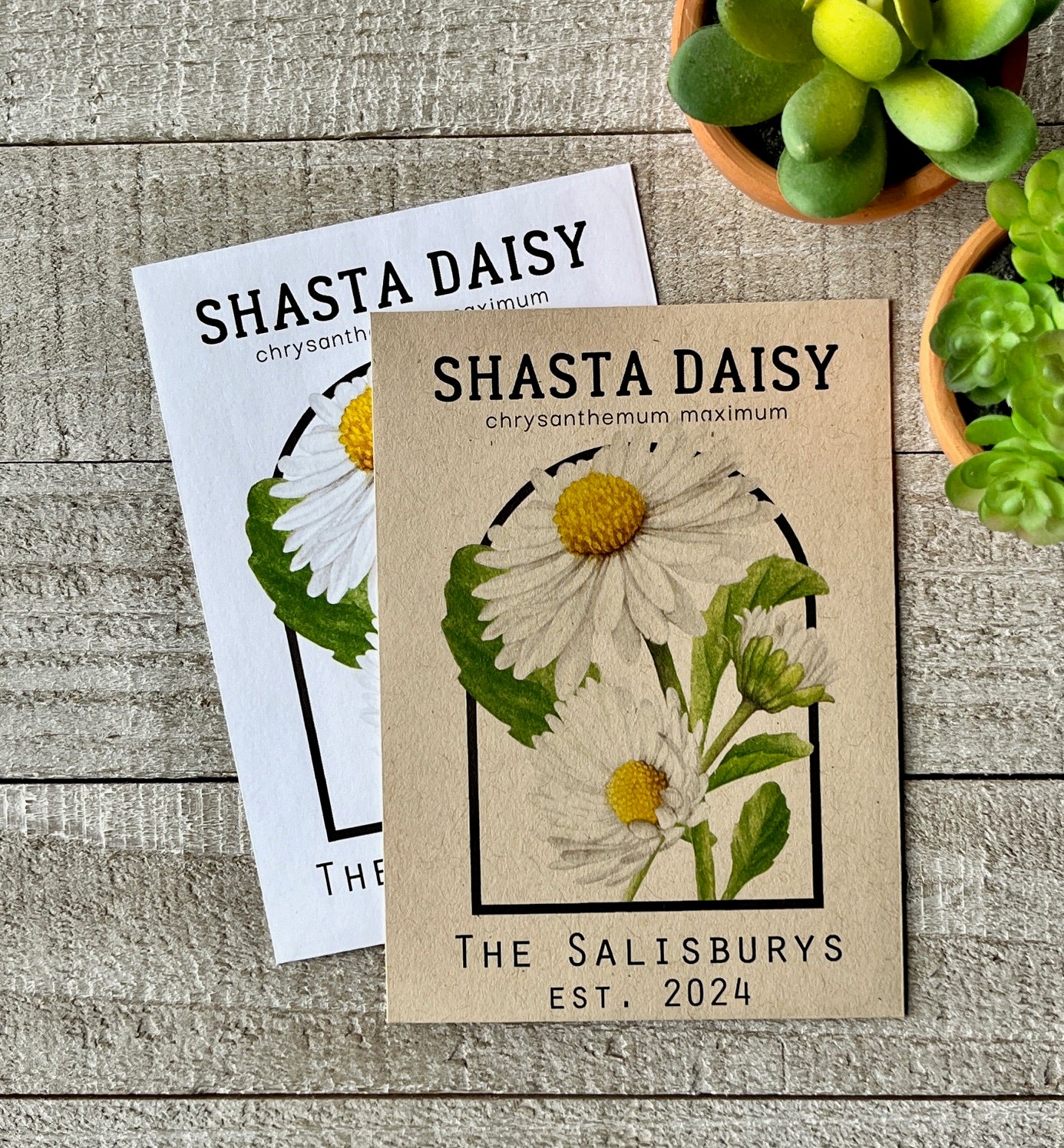 Shasta Daisy Seed Packets