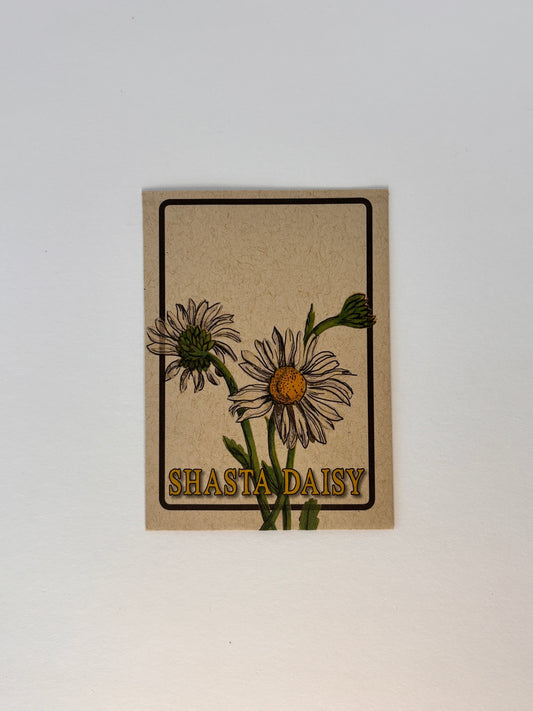 Shasta Daisy Farm Stand