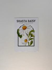 Shasta Daisy Vintage Seed Catalog