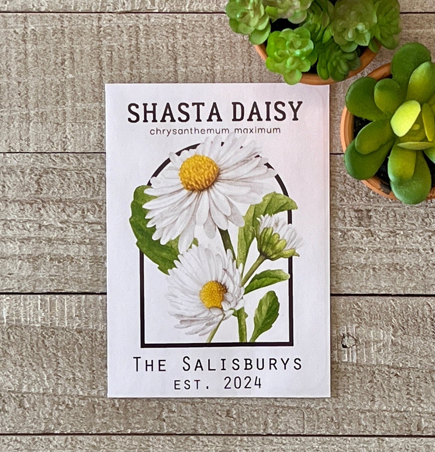 Shasta Daisy Vintage Seed Catalog