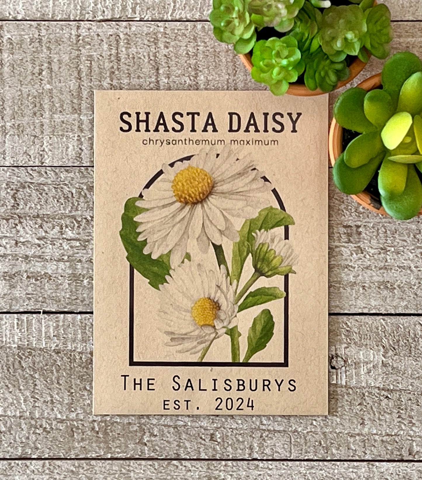 Shasta Daisy Vintage Seed Catalog