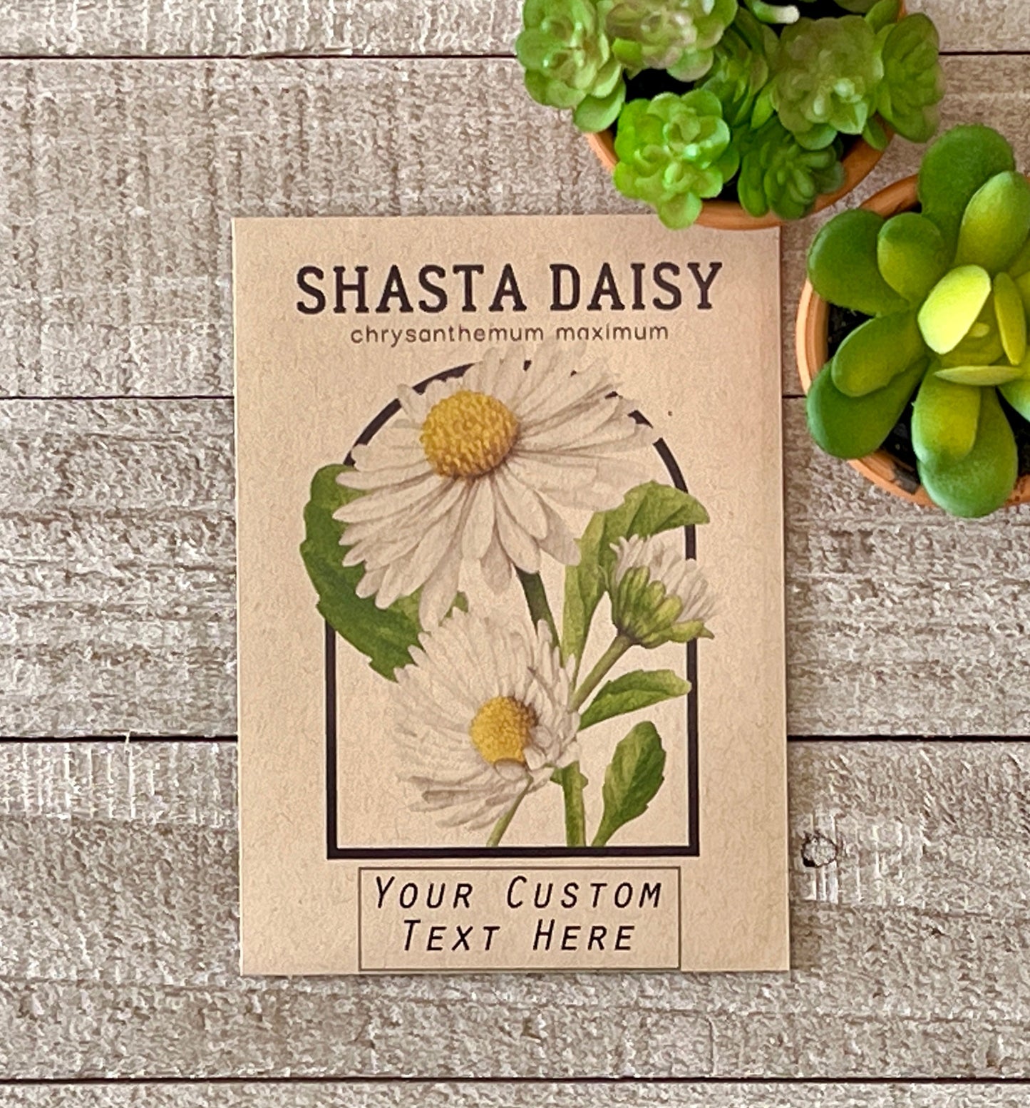 Shasta Daisy Vintage Seed Catalog